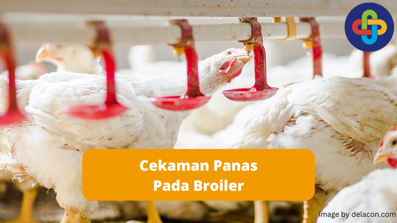 Kenali Cekaman Panas dan Dampaknya Pada Ayam Broiler